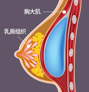 胸大肌 乳房组织