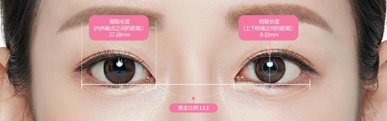 眼裂长度(内外眦点之间的距离):27-28mm, 睑裂长度(上下睑缘之间的距离):8-10mm, 黄金比例 1:1:1